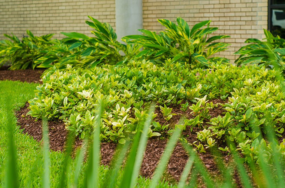 Landry's Landscape Portfolio